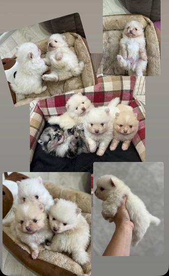 Продам щенков Померанский шпиц
