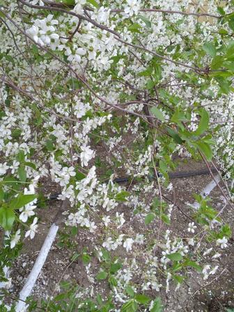 Услуги огороды сады перекопаем зделаем грядки убем мусор и.т.д