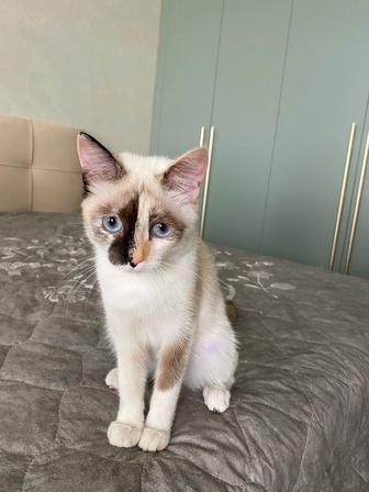 Изем дом.для кошечки