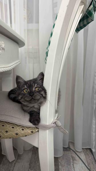 Котенок