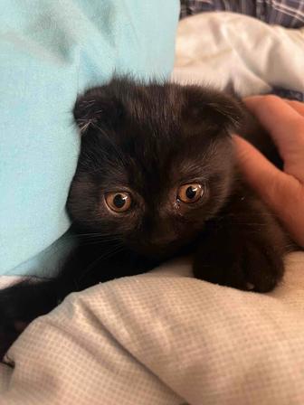 Котенок scottish fold