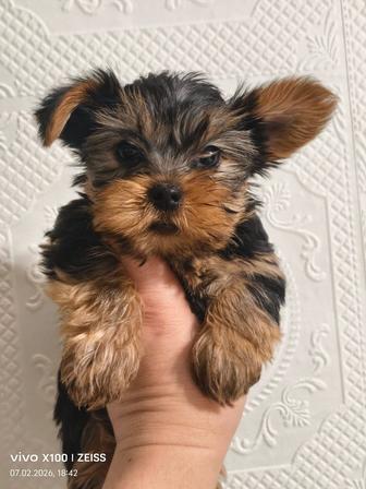 Продам щенка йоркширского терьера.