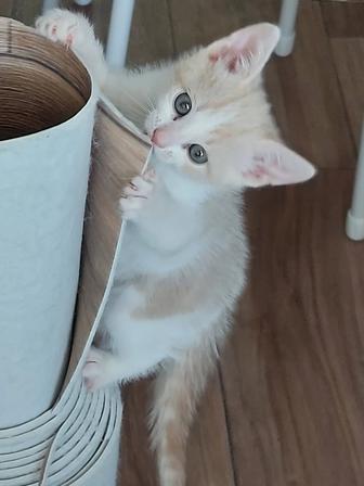 Отдать котят в хорошие руки