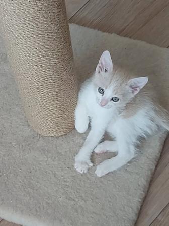 Отдать котят в хорошие руки