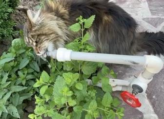 Продается кот Мейн Кун