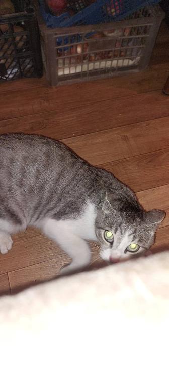 Потерялся кот