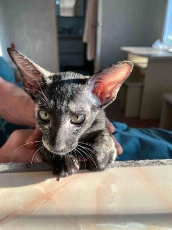 Ориентальная кошечка