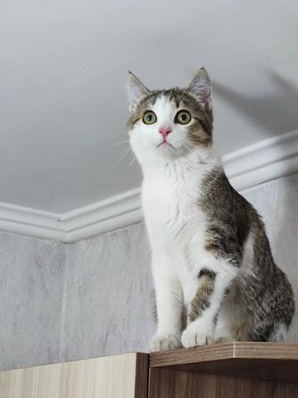 Срочно, отдам котенка в хорошие руки!