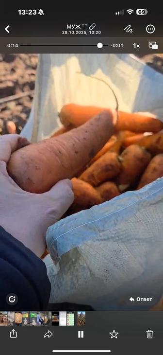 Продам морковь