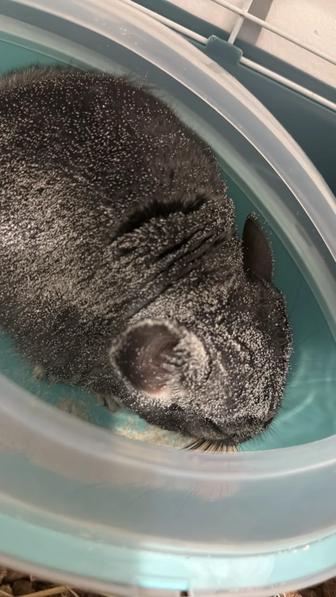 шиншилла мальчик