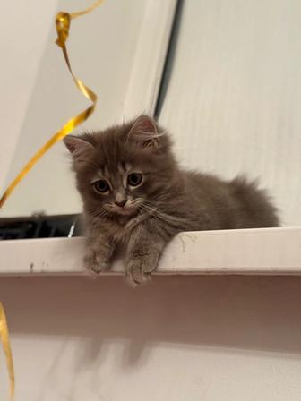 Отдам кошки в хорошие руки