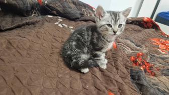 Продам шотландского котенка. Девочка очень красивая.