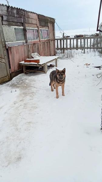 Продам щенка