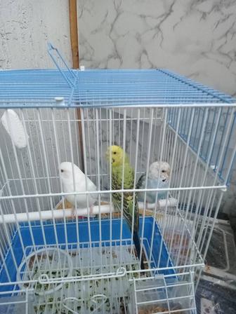 Продам попугаев