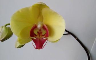 Продам 2 орхидеи