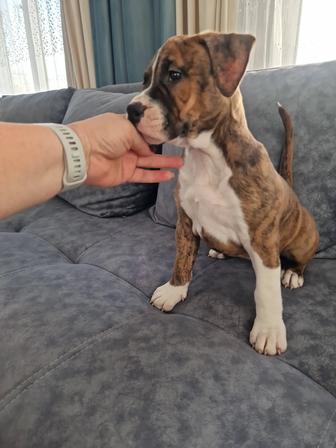 Продам щенка АСТ