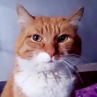 Передержка для котиков