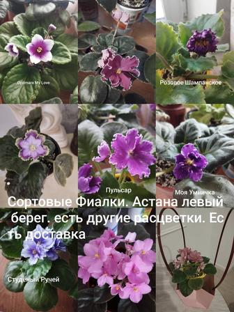 Продам фиалки