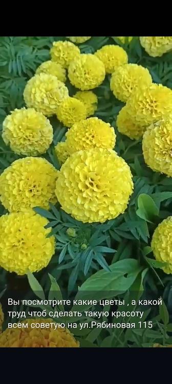 Продажа многолетних цветов,розы,пионы,георгины