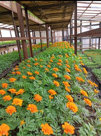 Продажа многолетних цветов,розы,пионы,георгины