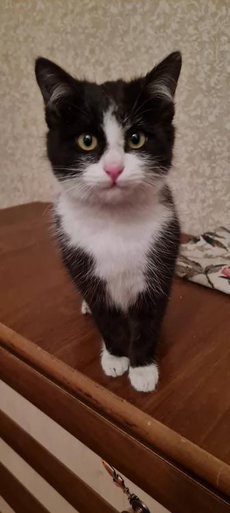 Отдам в добрые руки котенка