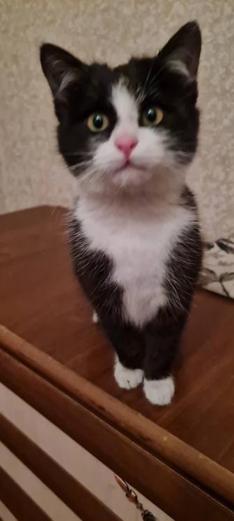 Отдам в добрые руки котенка