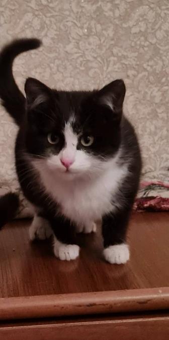 Отдам в добрые руки котенка