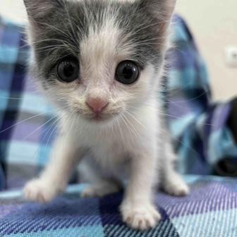Милый котенок ищет своего хозяина
