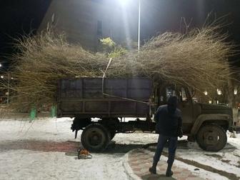 Санетарная обрезка