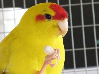 Попугай Какарик