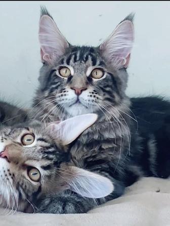 Котята мейнкун из питомника Anima MCO