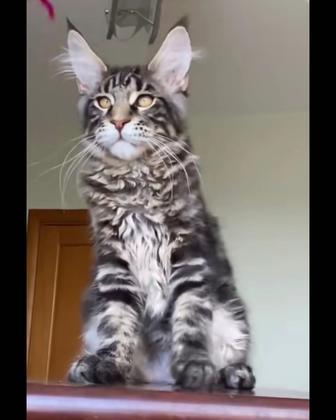 Котята мейнкун из питомника