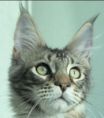 Котята мейнкун из питомника