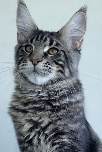 Котята мейнкун из питомника
