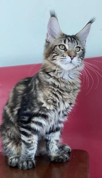 Котята мейнкун из питомника