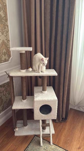 Отдам кошечку в хорошие руки