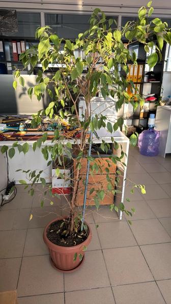 Продам комнатные цветы