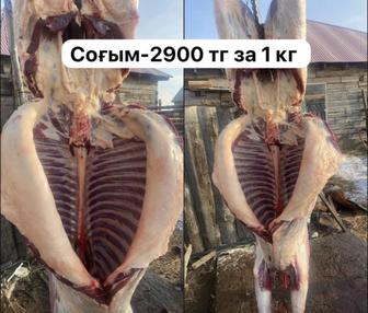 Соғым сатамын, продам соғым