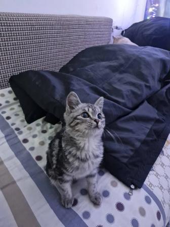 Отдам срочно котенка