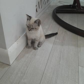 Отдам котенка
