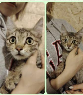 Животные, кошка