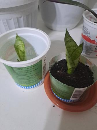 Сансевьера