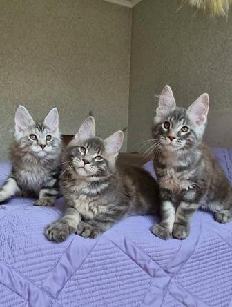 Котята мейн-куны