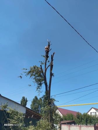 Спил деревьев Ағаш кесу