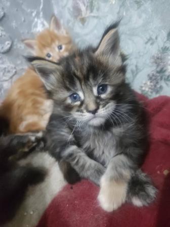 Продам котят породы Мейн-кун