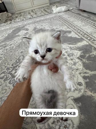 Шотландские чистокровные котята