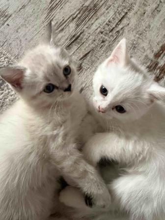 Шотландские чистокровные котята
