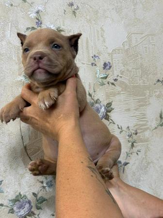 Продам щенка американского булли