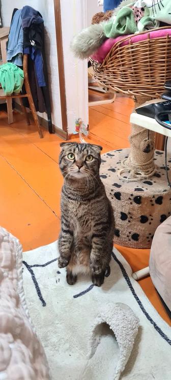 Пропал кот