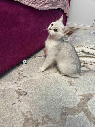 Котенок британец шиншилла